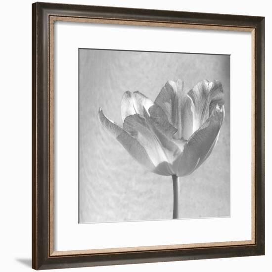 B&W Tulip-Gail Peck-Framed Art Print