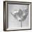B&W Tulip-Gail Peck-Framed Art Print