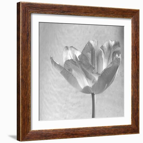 B&W Tulip-Gail Peck-Framed Art Print