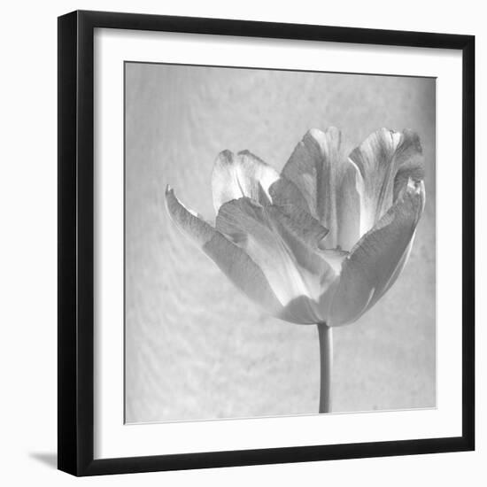 B&W Tulip-Gail Peck-Framed Art Print