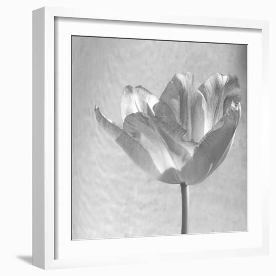 B&W Tulip-Gail Peck-Framed Art Print