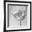 B&W Tulip-Gail Peck-Framed Art Print