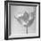 B&W Tulip-Gail Peck-Framed Art Print