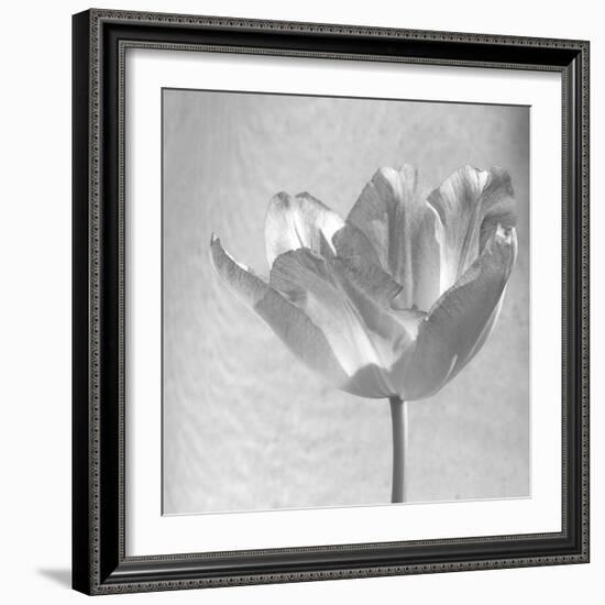 B&W Tulip-Gail Peck-Framed Art Print