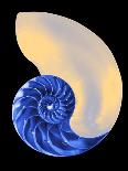 Nautilus Shell-Babar760-Framed Stretched Canvas