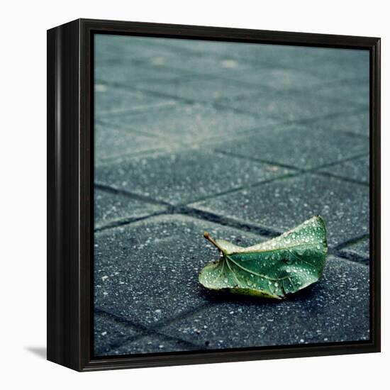 Babbelute-Cristina Salas Mendoza-Framed Premier Image Canvas