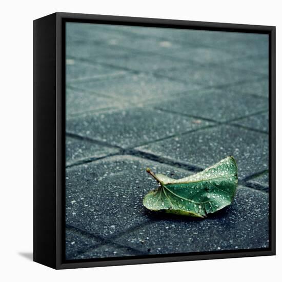 Babbelute-Cristina Salas Mendoza-Framed Premier Image Canvas