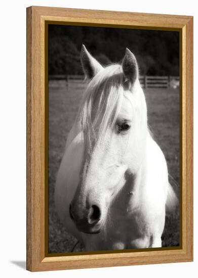 Babe II - BW-Alan Hausenflock-Framed Premier Image Canvas