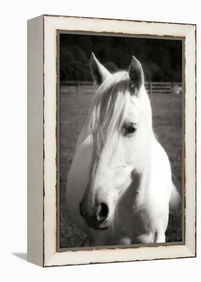 Babe II - BW-Alan Hausenflock-Framed Premier Image Canvas