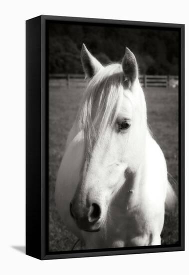 Babe II - BW-Alan Hausenflock-Framed Premier Image Canvas