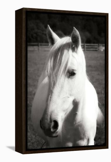 Babe II - BW-Alan Hausenflock-Framed Premier Image Canvas