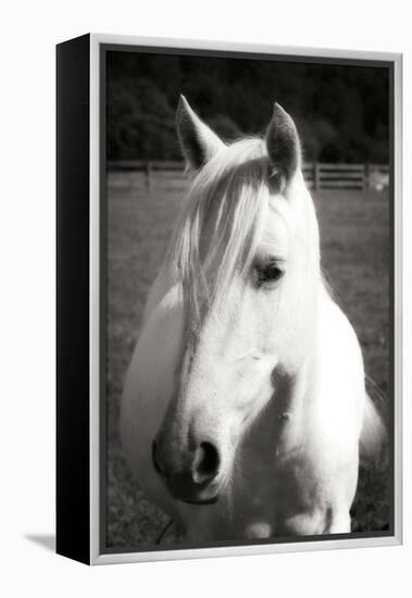 Babe II - BW-Alan Hausenflock-Framed Premier Image Canvas