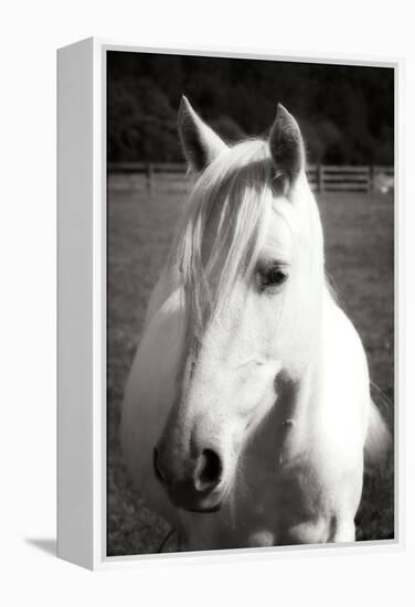 Babe II - BW-Alan Hausenflock-Framed Premier Image Canvas