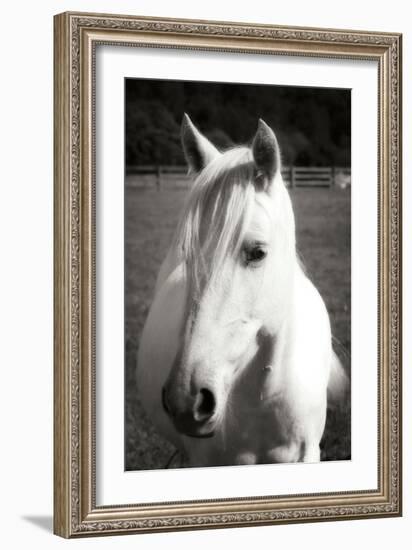 Babe II - BW-Alan Hausenflock-Framed Photographic Print