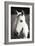 Babe II - BW-Alan Hausenflock-Framed Photographic Print