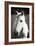 Babe II - BW-Alan Hausenflock-Framed Photographic Print