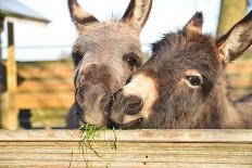 2 Miniature Donkeys Cuddling While They are Eating Grass.-babeaudufraing-Premier Image Canvas