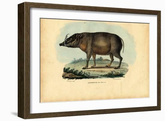 Babirusa, 1863-79-Raimundo Petraroja-Framed Giclee Print