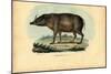 Babirusa, 1863-79-Raimundo Petraroja-Mounted Giclee Print