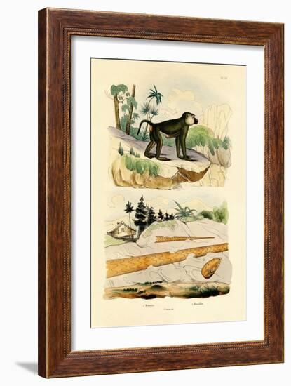 Baboon, 1833-39-null-Framed Giclee Print