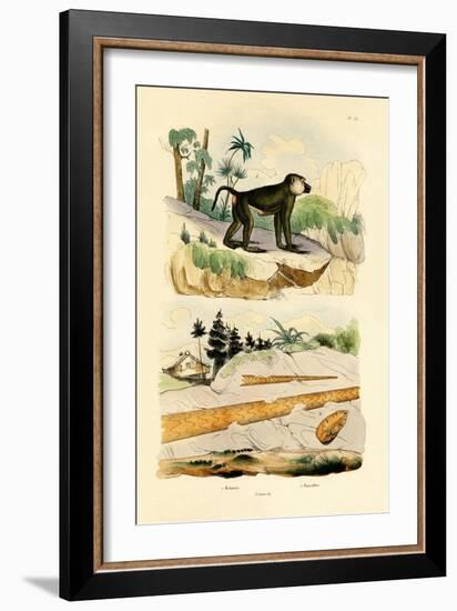 Baboon, 1833-39-null-Framed Giclee Print