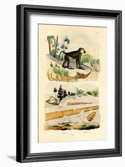 Baboon, 1833-39-null-Framed Giclee Print