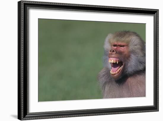 Baboon Baring Teeth-DLILLC-Framed Photographic Print