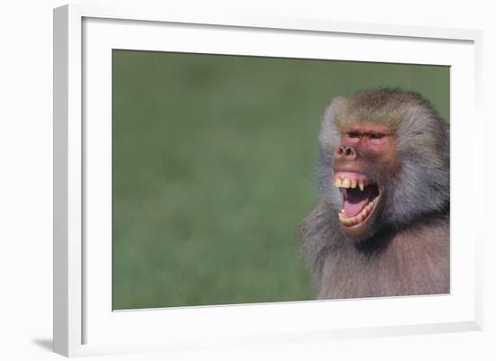 Baboon Baring Teeth-DLILLC-Framed Photographic Print