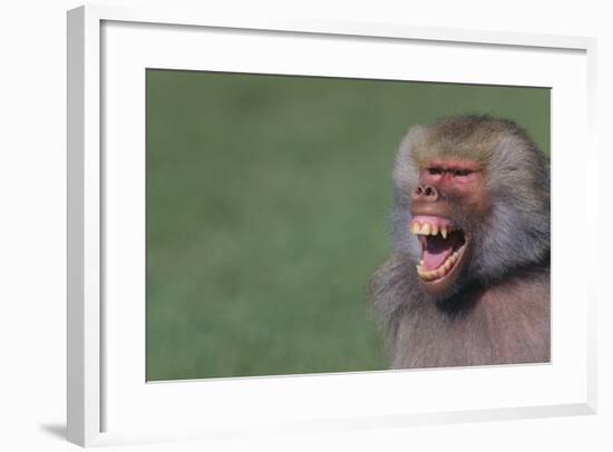 Baboon Baring Teeth-DLILLC-Framed Photographic Print