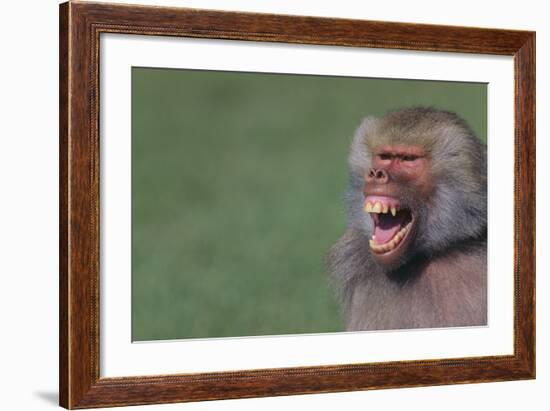 Baboon Baring Teeth-DLILLC-Framed Photographic Print