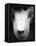 Baboon Face-Henry Horenstein-Framed Premier Image Canvas