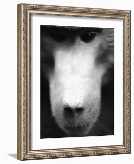 Baboon Face-Henry Horenstein-Framed Photographic Print