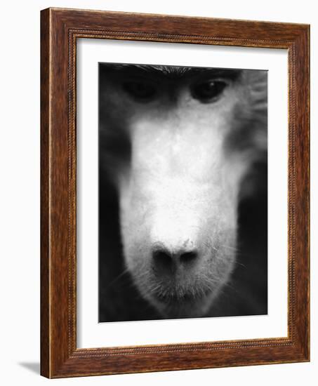 Baboon Face-Henry Horenstein-Framed Photographic Print