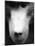 Baboon Face-Henry Horenstein-Mounted Photographic Print