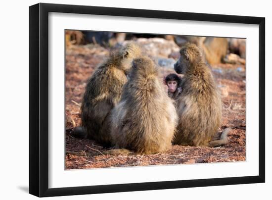 Baboon family, Botswana, Africa-Karen Deakin-Framed Photographic Print