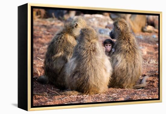 Baboon family, Botswana, Africa-Karen Deakin-Framed Premier Image Canvas