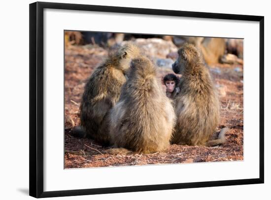 Baboon family, Botswana, Africa-Karen Deakin-Framed Photographic Print