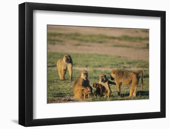 Baboon Family-DLILLC-Framed Photographic Print