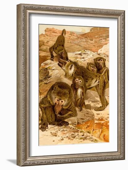 Baboon Family-F.W. Kuhnert-Framed Art Print