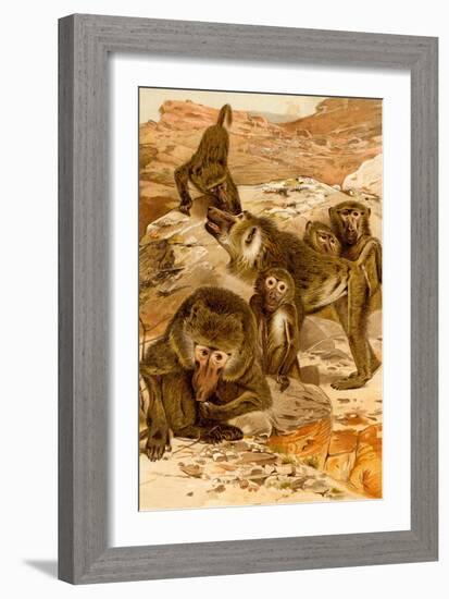 Baboon Family-F.W. Kuhnert-Framed Art Print