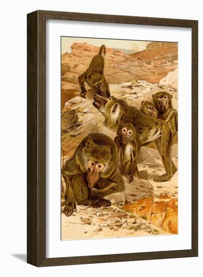 Baboon Family-F.W. Kuhnert-Framed Art Print