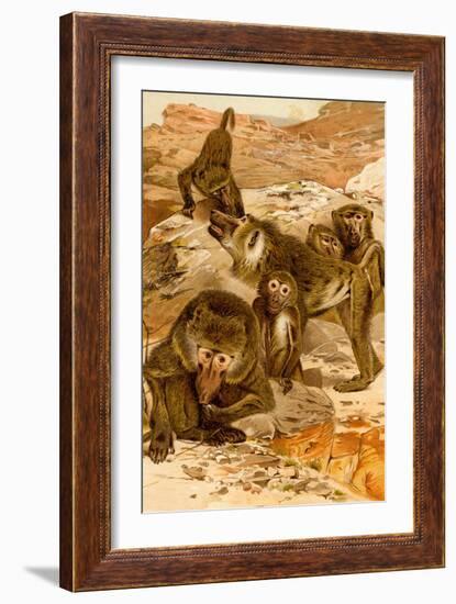 Baboon Family-F.W. Kuhnert-Framed Art Print