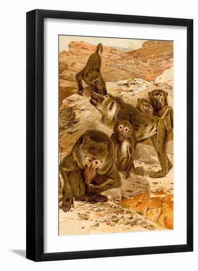 Baboon Family-F.W. Kuhnert-Framed Art Print