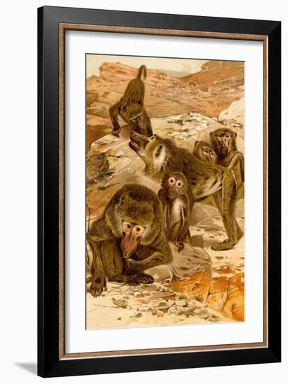 Baboon Family-F.W. Kuhnert-Framed Art Print