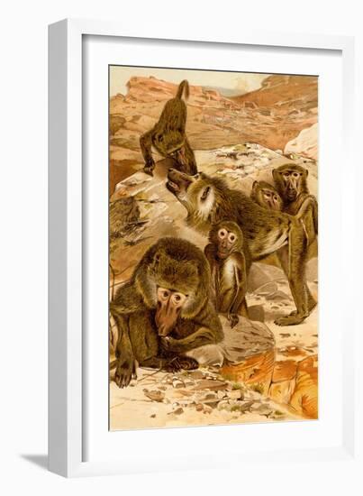 Baboon Family-F.W. Kuhnert-Framed Art Print