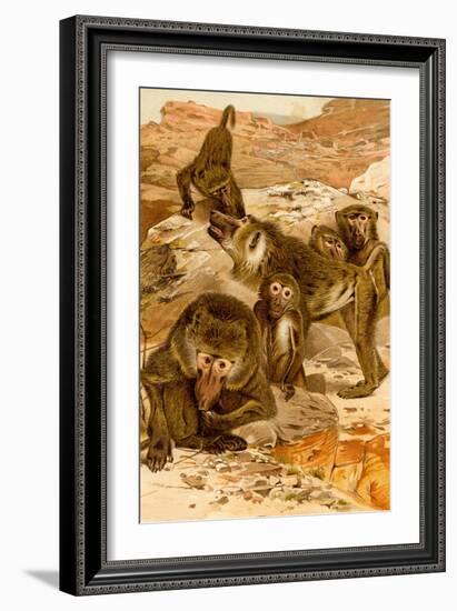 Baboon Family-F.W. Kuhnert-Framed Art Print