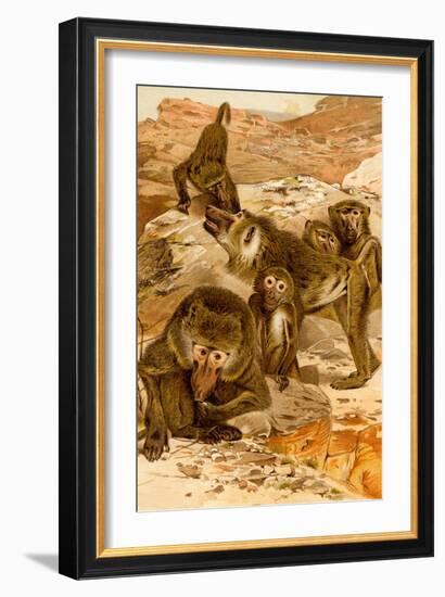 Baboon Family-F.W. Kuhnert-Framed Art Print