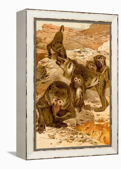 Baboon Family-F.W. Kuhnert-Framed Stretched Canvas