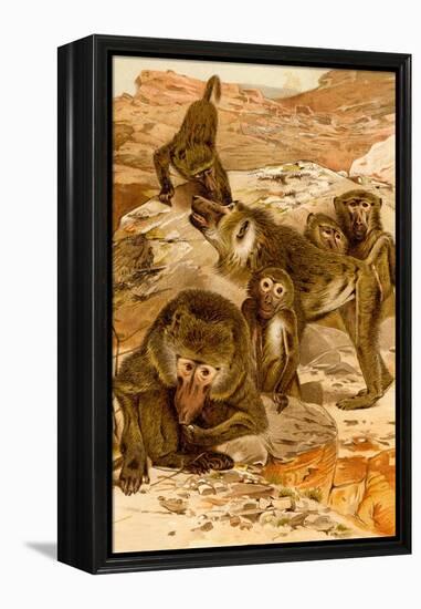 Baboon Family-F.W. Kuhnert-Framed Stretched Canvas