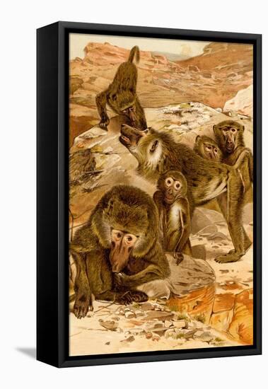 Baboon Family-F.W. Kuhnert-Framed Stretched Canvas